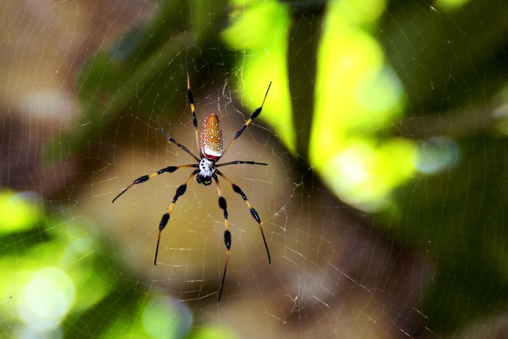 "Deering Estate's Banana Spider, 2010 | Photographed with a Canon T2i"