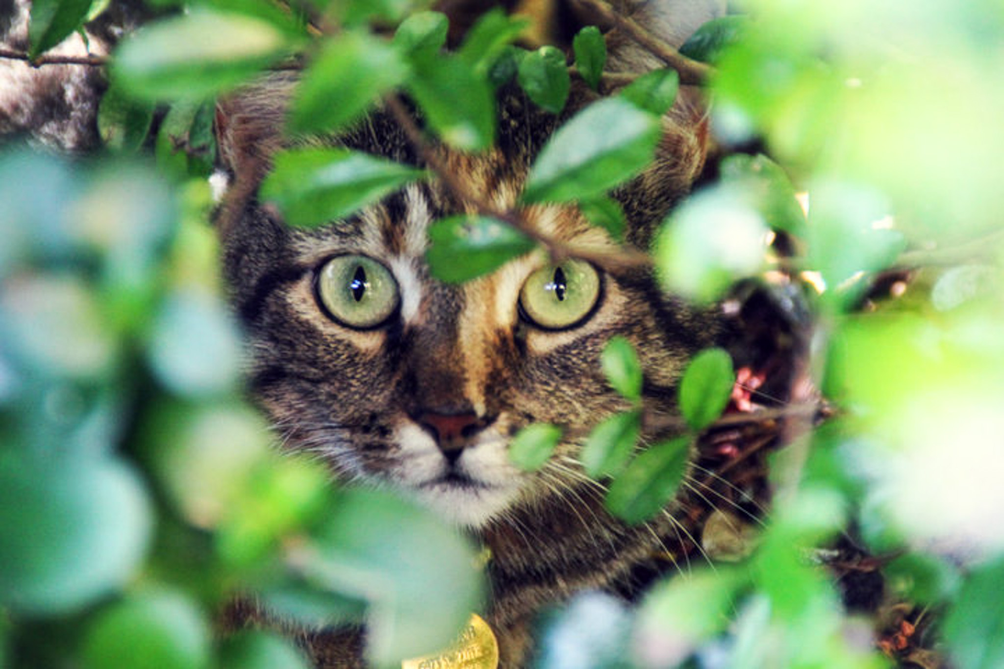 Ginger, a Tabby hiding in the bushes