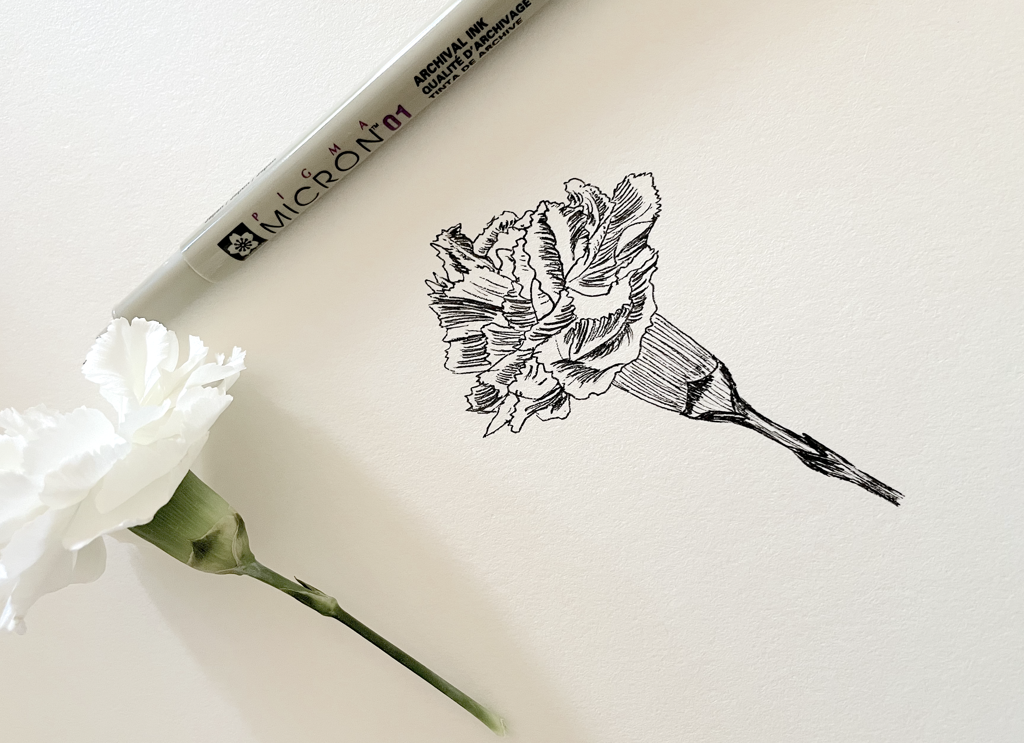 pen doodle of white carnation 